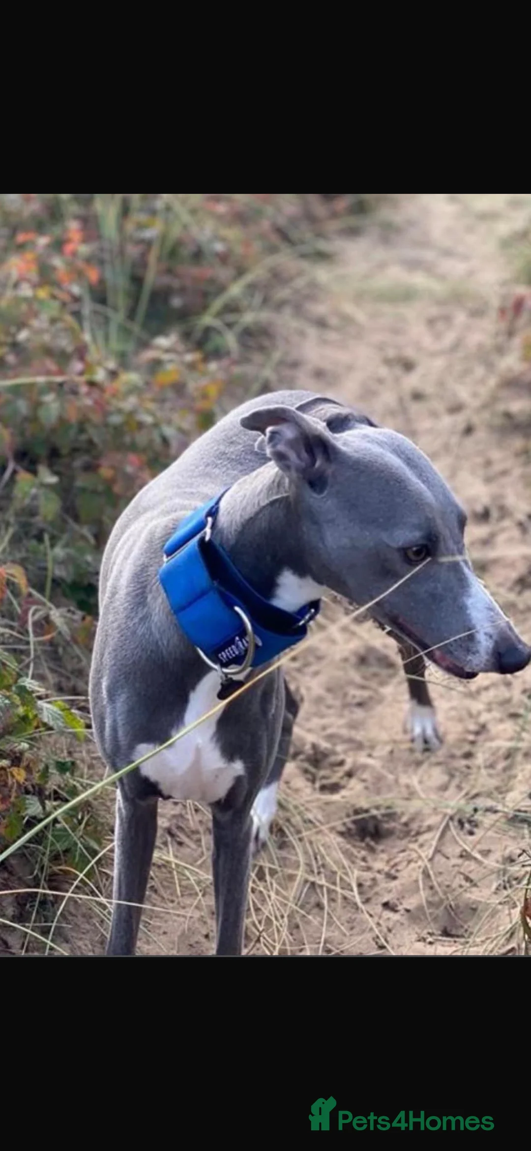 Whippet dogs for sale: KC REGISTERED WHIPPETS  in Liverpool - Advert 2