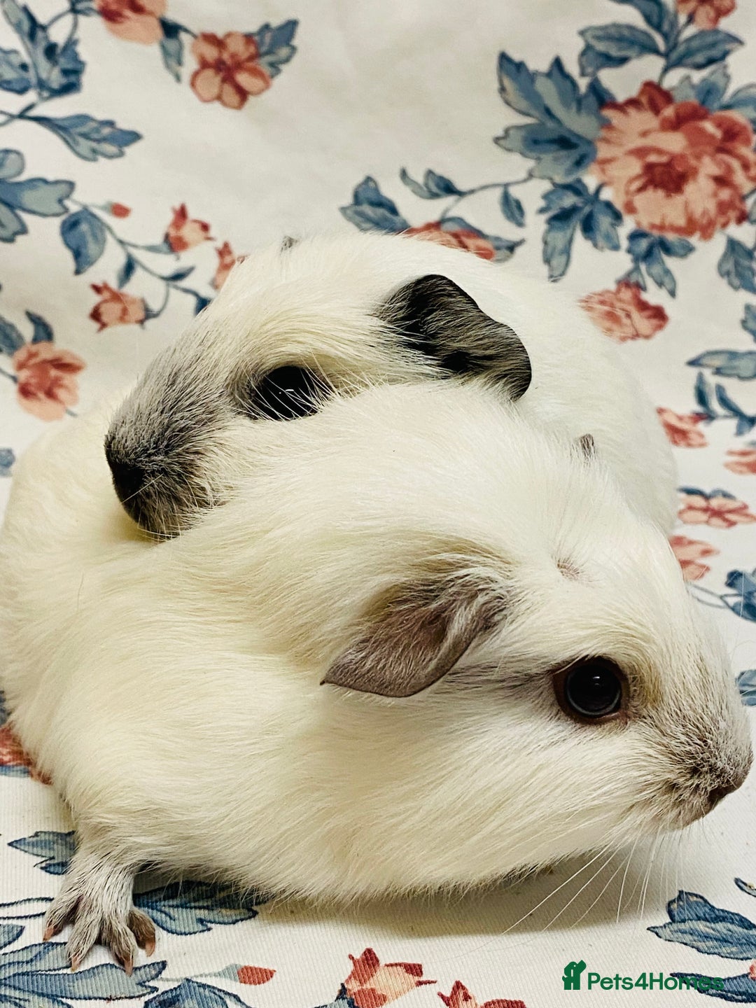 Guinea Pig rodents for sale: Californian pointed semi long haired baby boys - Advert 2