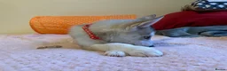 Siberian Husky dogs for sale: ✨ Siberian Huskies puppies ✨ - Advert 24