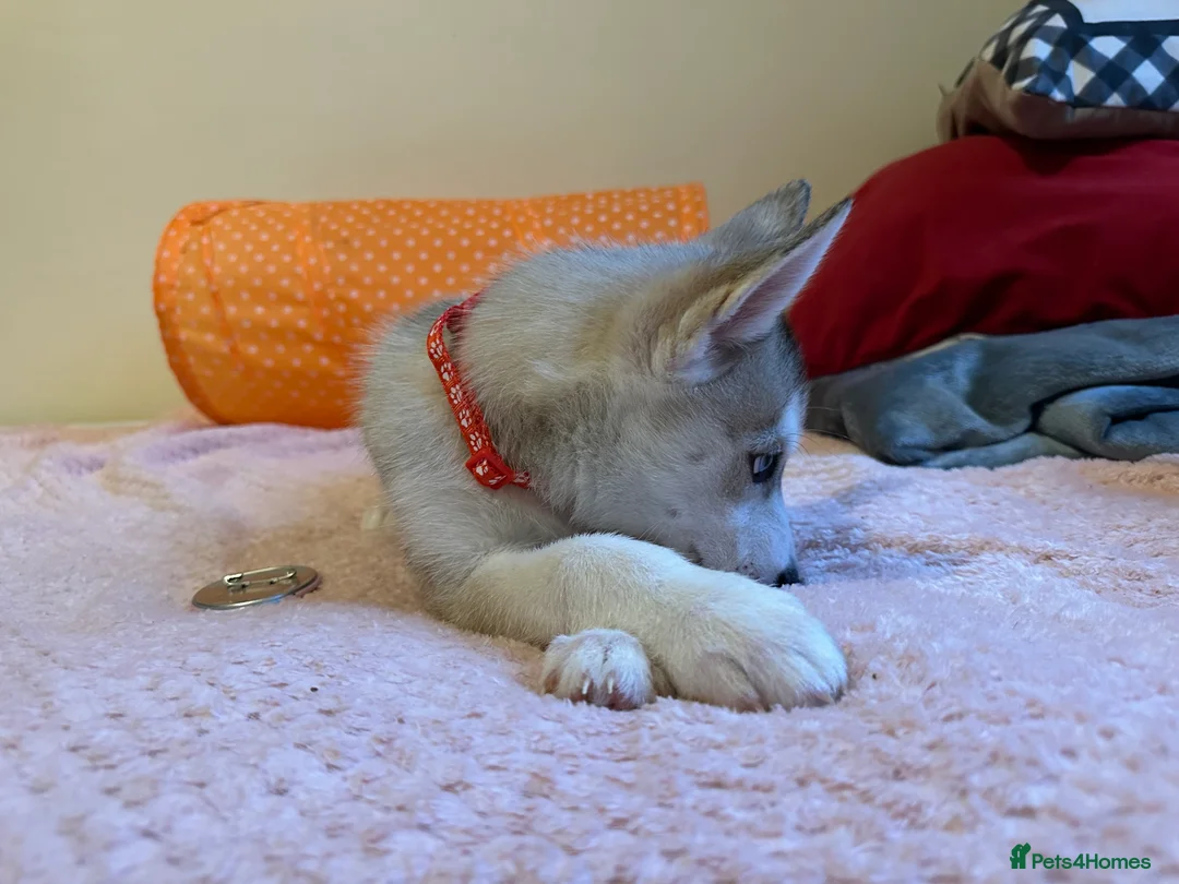 Siberian Husky dogs for sale: ✨ Siberian Huskies puppies ✨ - Advert 24