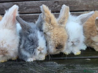 Mini Lion Lop rabbits Male teddywidder bunnies - Advert 5