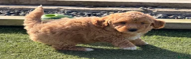 Poochon 1