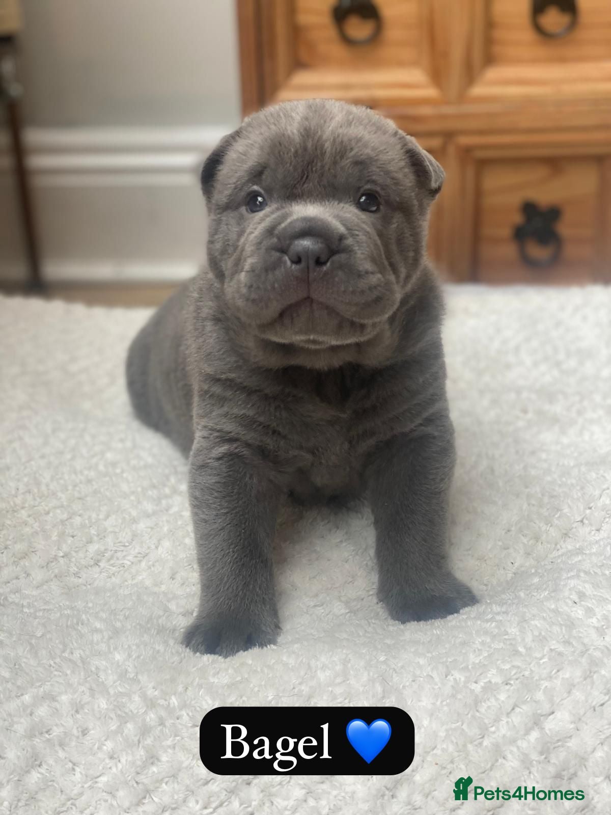 Mixed Breed dogs Just 1 boy left! Shar pei X French Bulldog - Advert 8