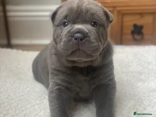 Mixed Breed dogs Just 1 boy left! Shar pei X French Bulldog - Advert 9