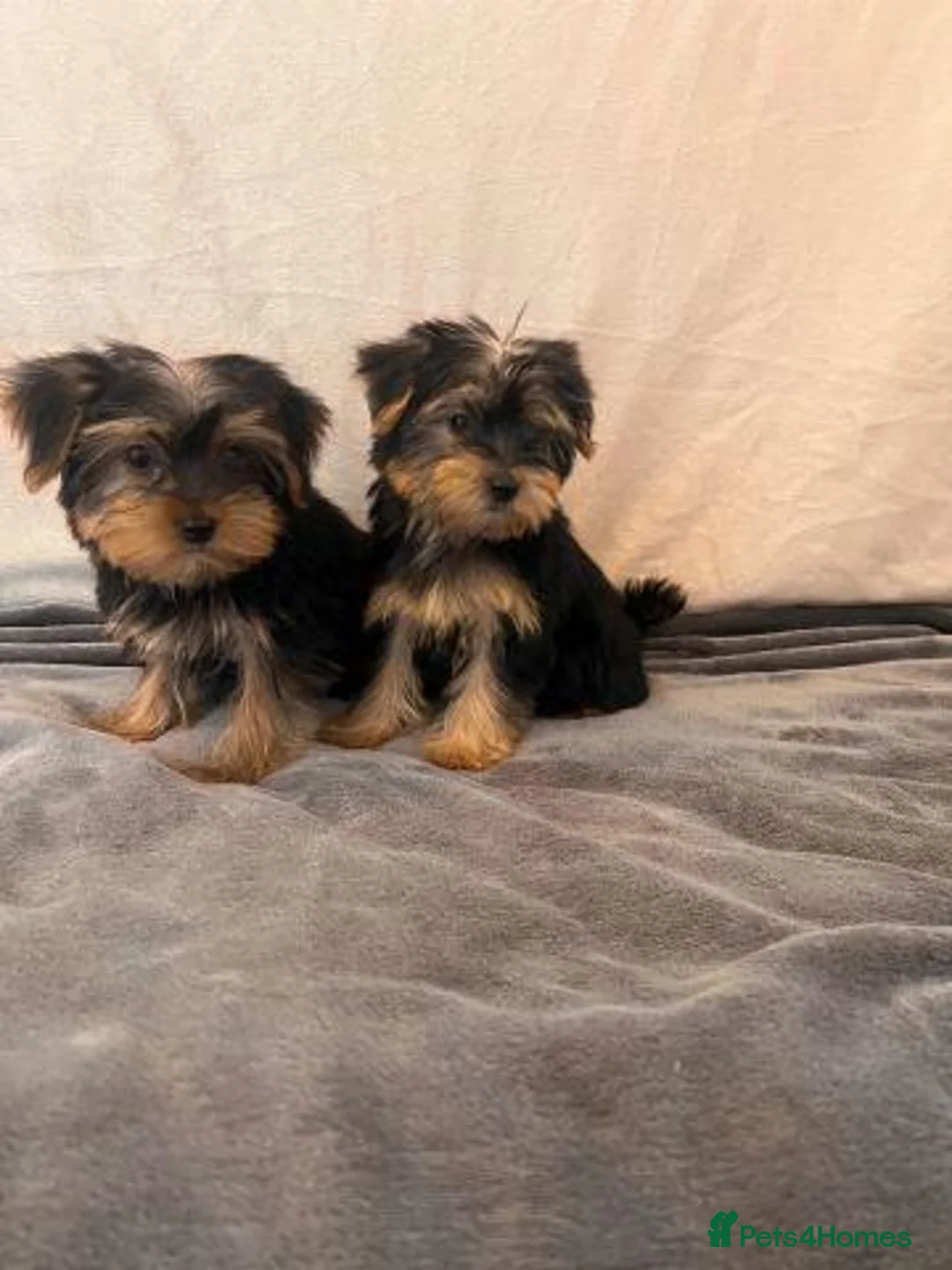 Yorkshire Terrier dogs for sale: Yorkshire Terrier Puppies in Luton - Advert 2