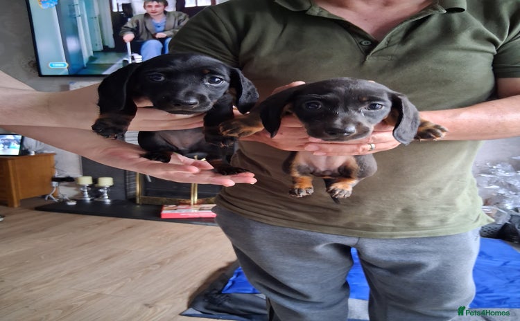 Miniature Dachshund dogs in Ellesmere Port - Advert 15