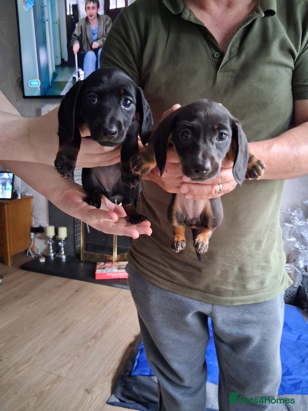 Miniature Dachshund dogs for sale: ..Miniature dachshunds 1 Girl 1BOY READY TO LEAVE  in Ellesmere Port - Image 20
