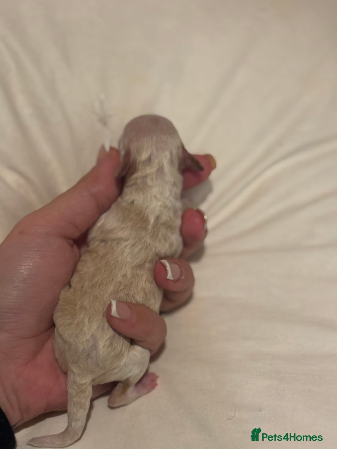 Miniature Poodle dogs for sale: Miniature poodles for sale  - Advert 4