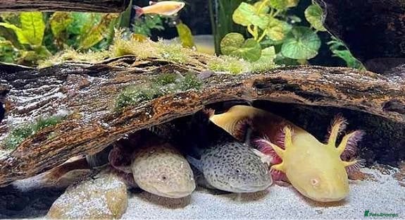 Axolotl reptiles Looking to take in any axalotals for free I care - Advert 1