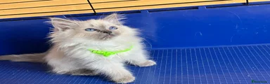 Ragdoll 4 - Green girl (1 litter)