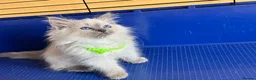 Ragdoll cats for sale: GCCF Ragdoll 🏆Champion Bloodline🌟5-Gen Pedigrees - Advert 37