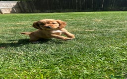 Cocker Spaniel dogs for sale: KC registered Red Cocker Spaniel Pups  - Image 2