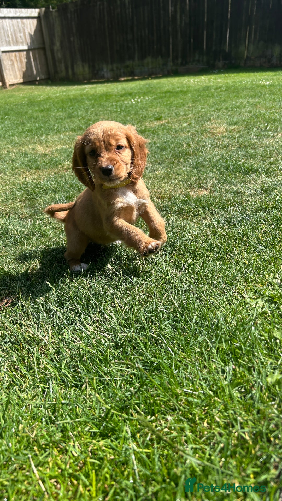 Cocker Spaniel dogs for sale: KC registered Red Cocker Spaniel Pups  - Image 2