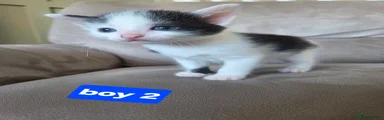 Boy 2