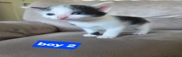 Mixed Breed cats for sale: 2 boys and 2 girls - Advert 5