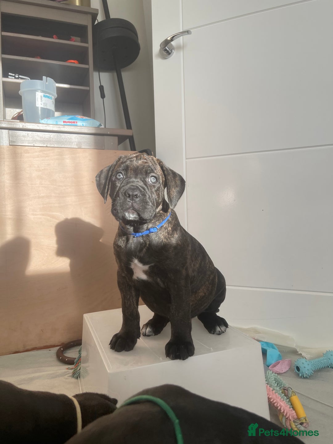 Cane Corso dogs for sale: Yuki X Aries Russian Champ Bloodline Puppies - Advert 14