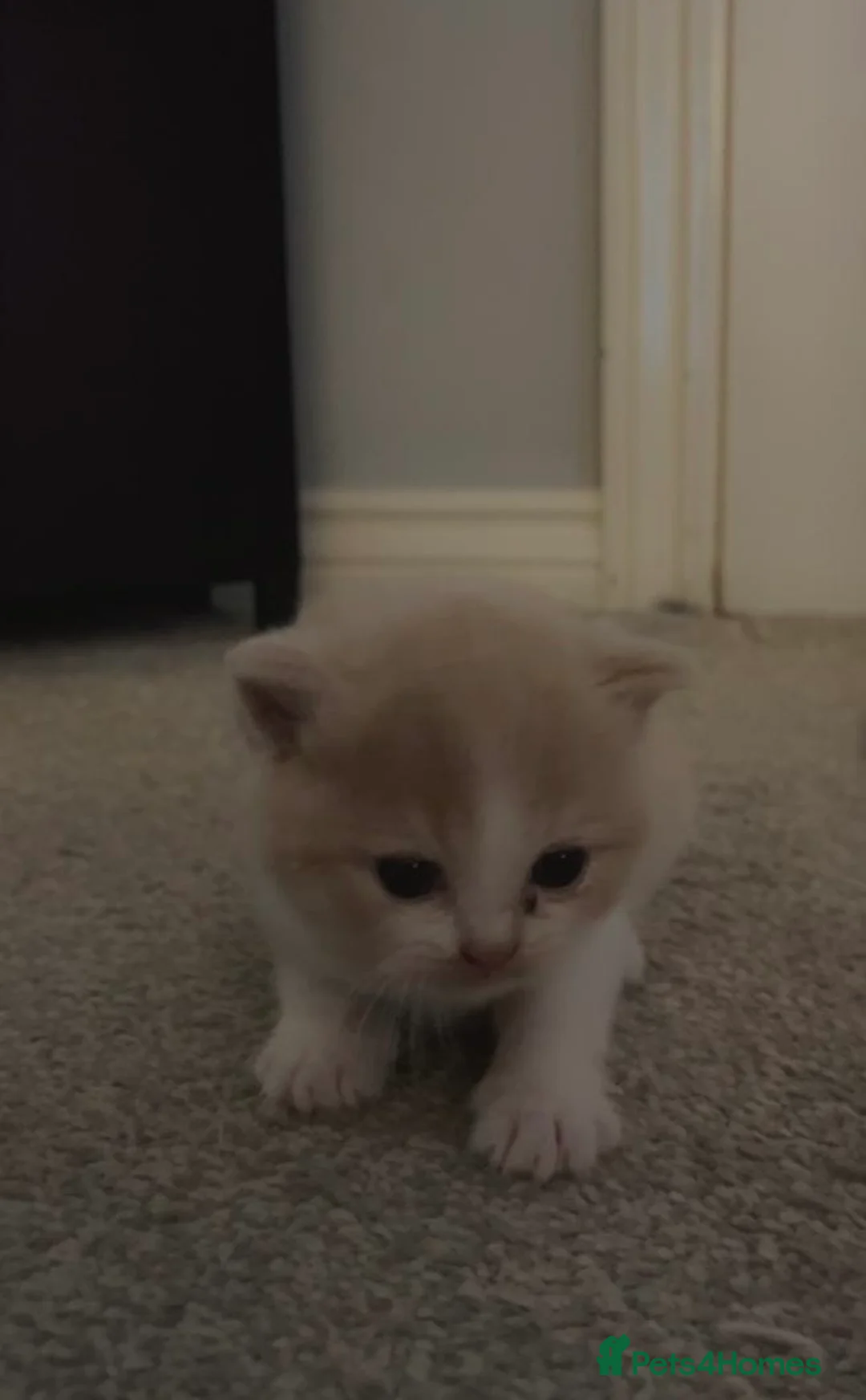 British Shorthair cats for sale: Pure Bred British Shorthair kittens x 4 - Advert 16