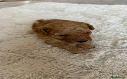 Toy Poodle dogs for sale: Toy poodles (5 girls and 2 boys) - Image 23