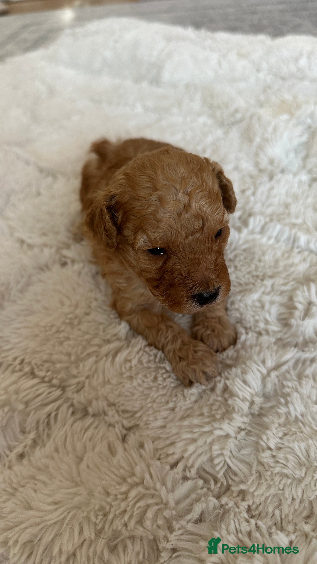 Toy Poodle dogs for sale: Toy poodles (5 girls and 2 boys) - Image 23