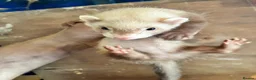 Ferret rodents for sale: Ferrets for sale  - Advert 8