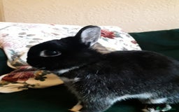 Netherland Dwarf rabbits for sale: Gorgeous bonded pair of 2 yr old Netherland Dwarfs - Image 2
