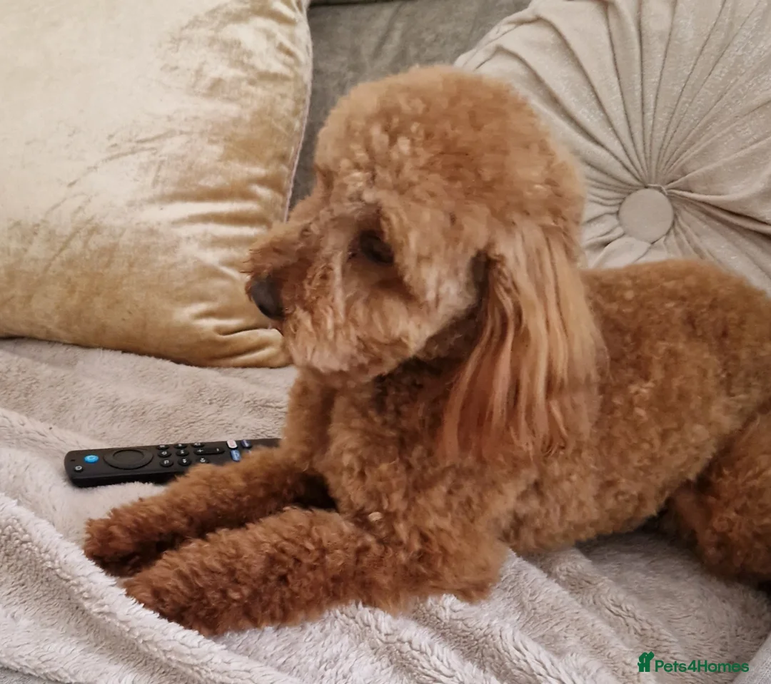 Toy Poodle dogs for stud: Toy poodle ,( stud only not for sale)  in Pontypool - Advert 6