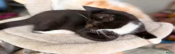 Mixed Breed cats for sale: GORGEOUS KITTENS - Advert 14