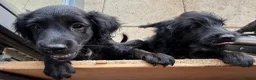 Mixed Breed dogs for sale: Beautiful Crossbreed Puppies Ready For New Home - Advert 25