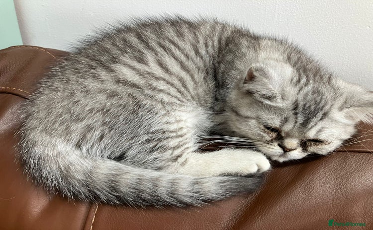 Exotic cats - Advert 1