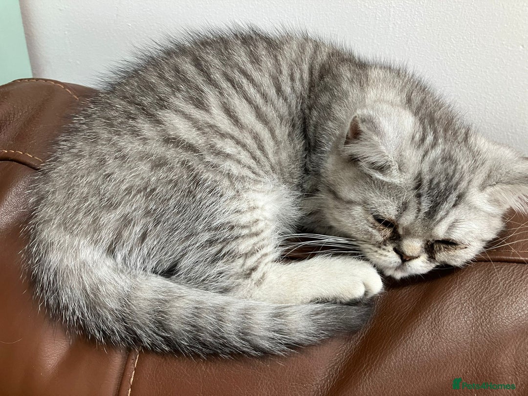 Exotic cats for sale: Beautiful exotic kittens  - Image 2