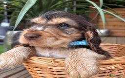 Cocker Spaniel dogs for sale: Beautiful Show Type KC registered Cocker Spaniels  - Image 21