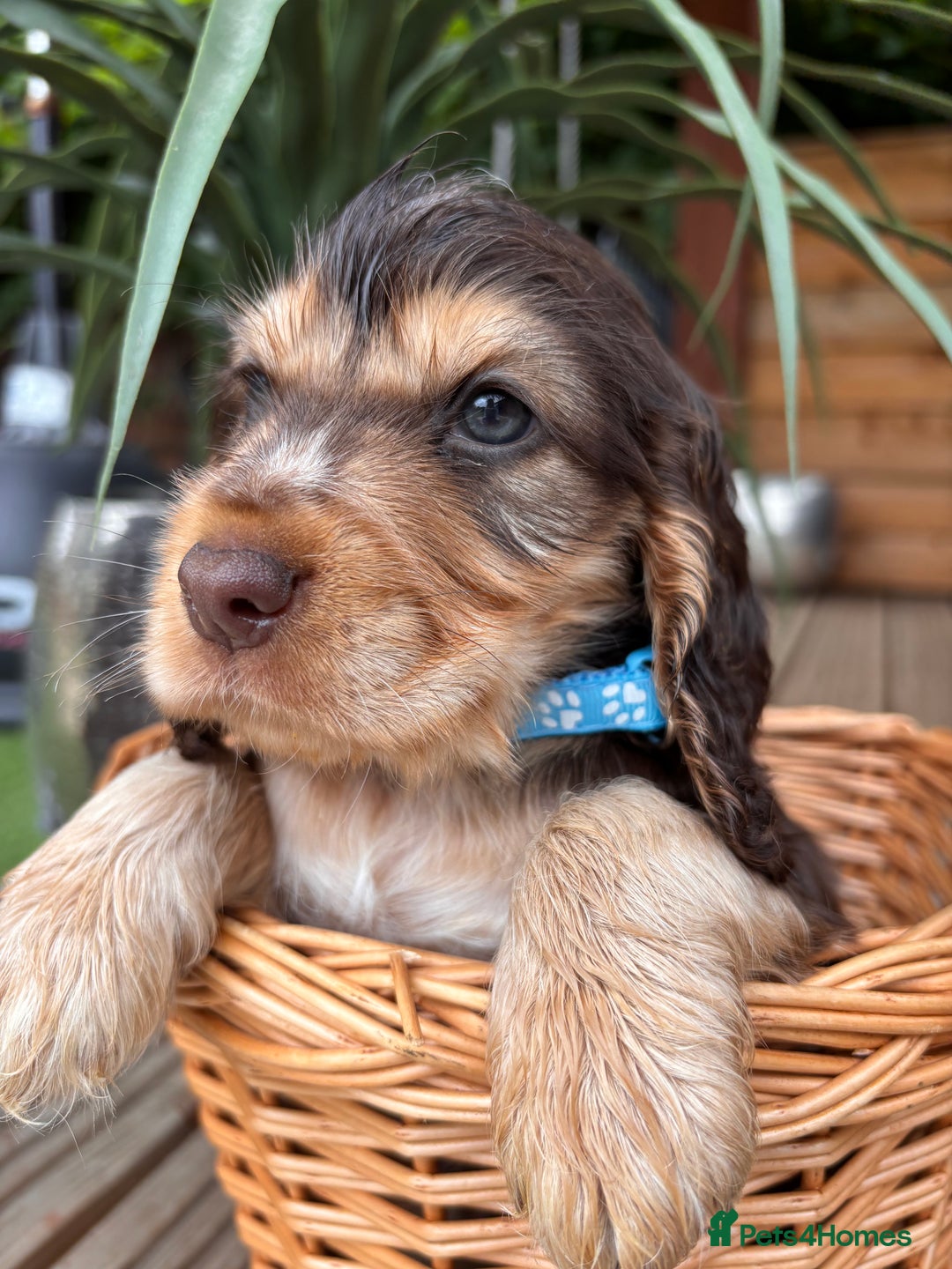 Cocker Spaniel dogs for sale: Beautiful Show Type KC registered Cocker Spaniels  - Image 21