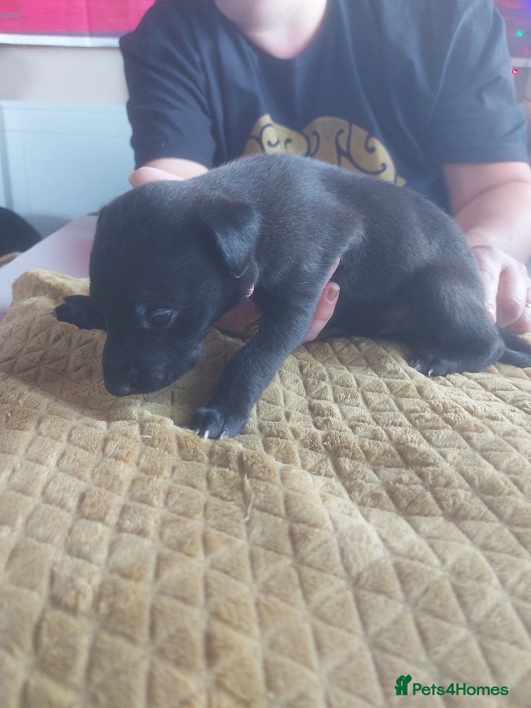 Whippet dogs for sale: Whippet Puppies - Image 28
