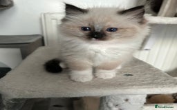 Ragdoll cats for sale: Adorable ragdoll kittens - Image 5