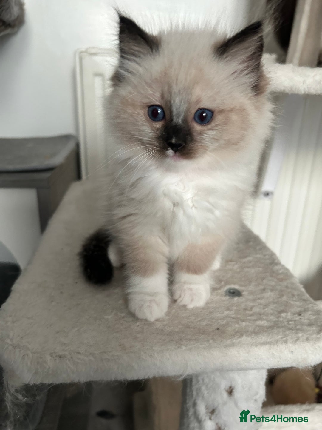 Ragdoll cats for sale: Adorable ragdoll kittens - Image 5