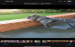 French Bulldog dogs for sale: French bulldog pups  - Image 24