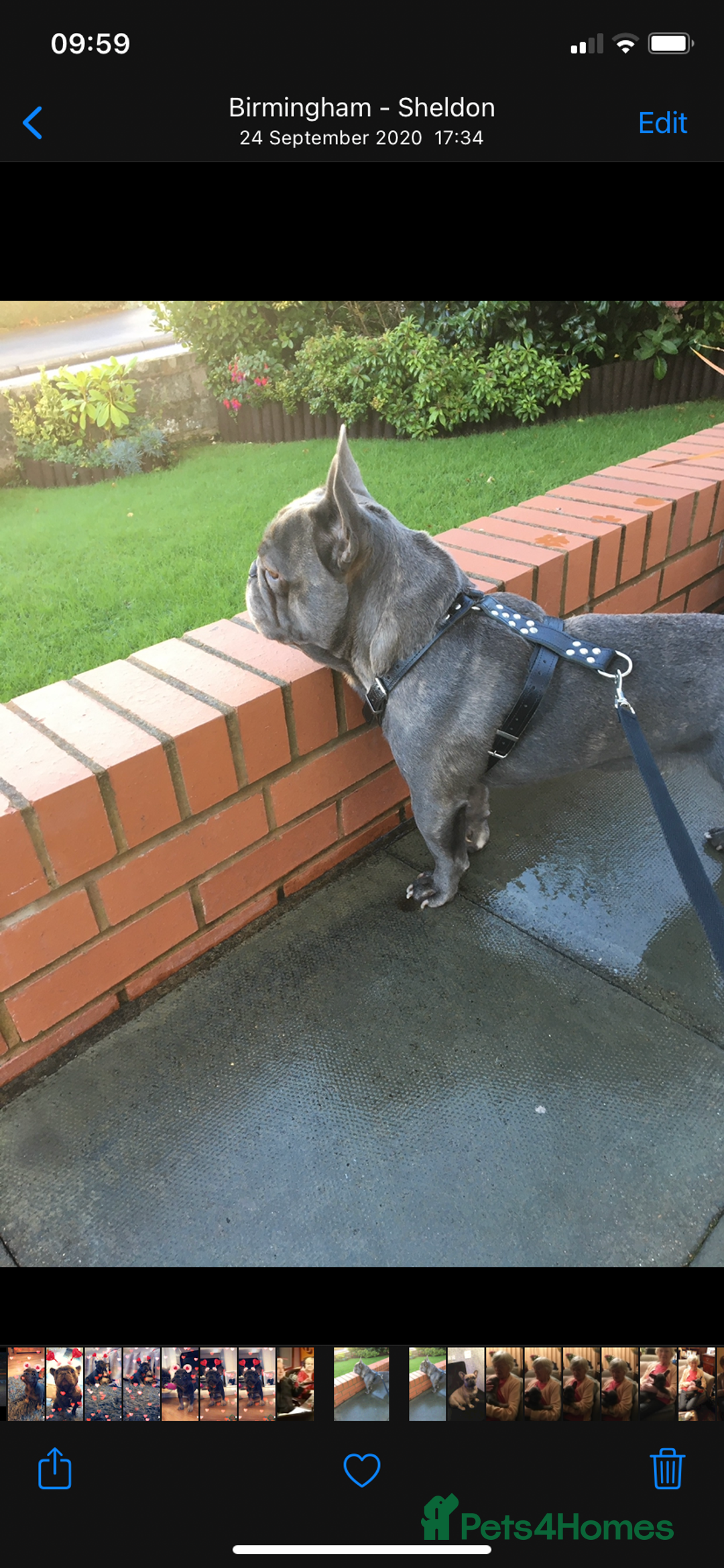 French Bulldog dogs for sale: French bulldog pups  - Image 24