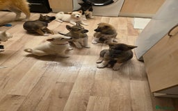 Akita dogs for sale: American akita puppies x10 - Image 12
