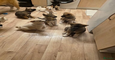 Akita dogs - Advert 3
