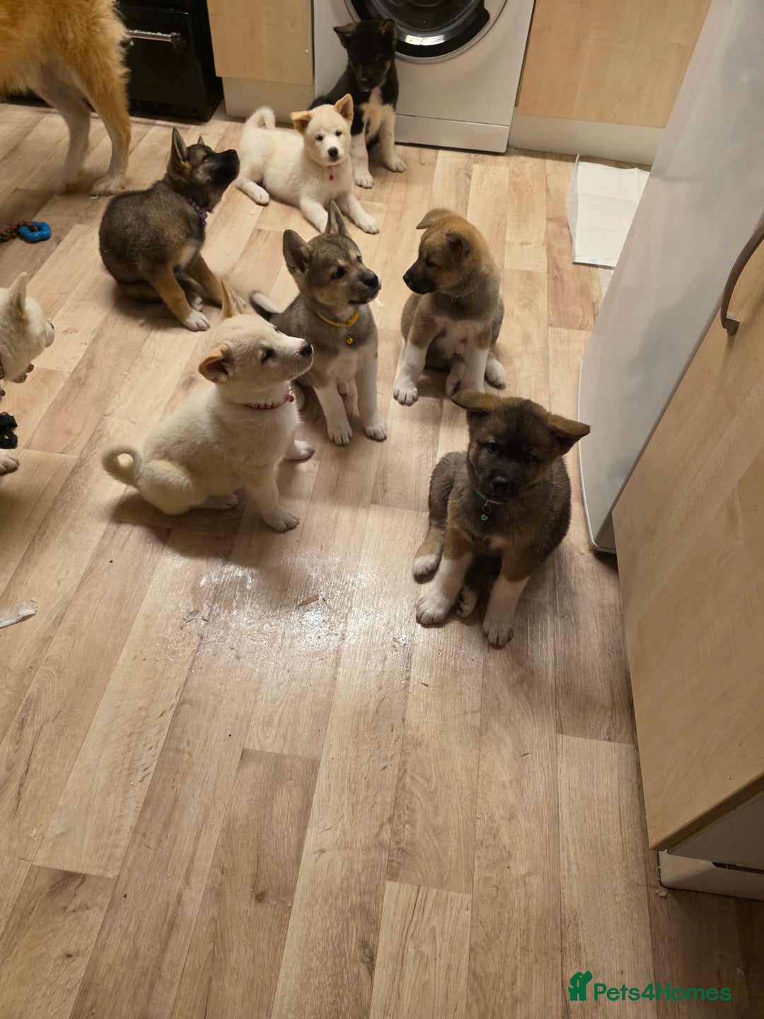 Akita dogs for sale: American akita puppies x10 - Image 12