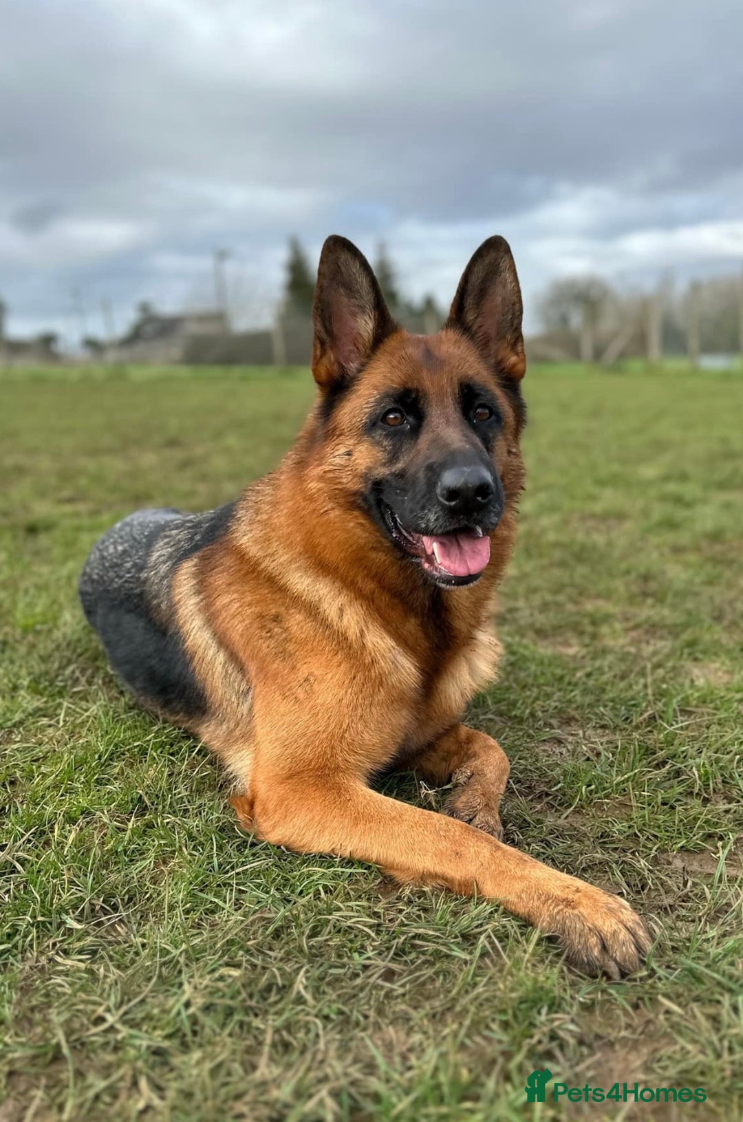 German Shepherd dogs for sale: ****UPCOMING LITTER*** - Advert 4