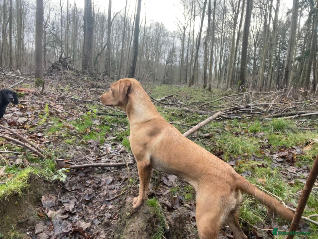 Labrador Retriever dogs for sale: Last strong lab pup ready to leave - Image 7