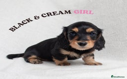 Miniature Dachshund dogs for sale: MINIATURE LONGHAIRED DACHSHUNDS - Image 3