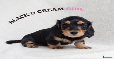 Miniature Dachshund dogs - Advert 5