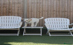 Mixed Breed dogs for adoption: Cuddly Crumble - Image 10