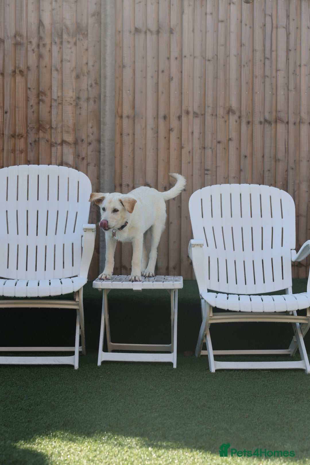 Mixed Breed dogs for adoption: Cuddly Crumble - Image 10