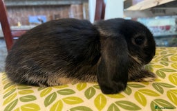 Mini Lop rabbits for sale: Two Mini Lop with Plush Baby Boys - Image 19