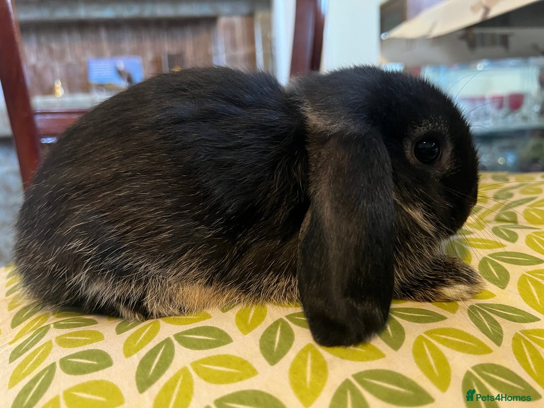 Mini Lop rabbits for sale: Two Mini Lop with Plush Baby Boys - Image 19
