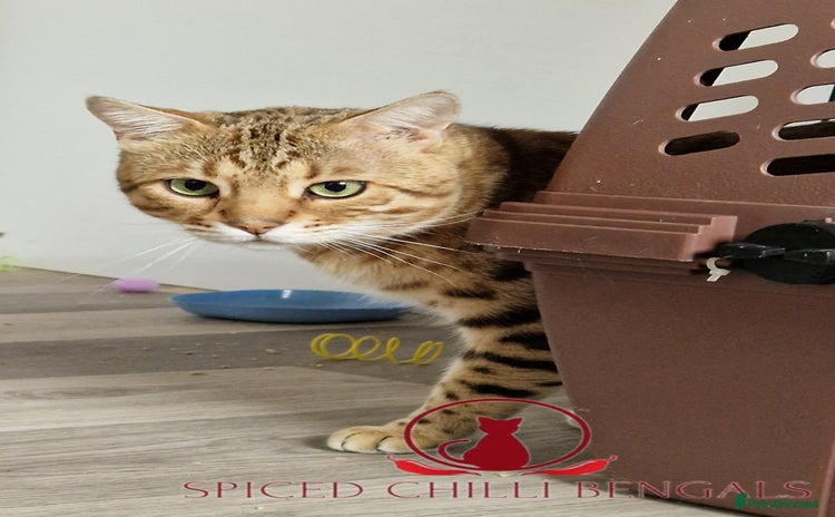 Bengal cats - Advert 1