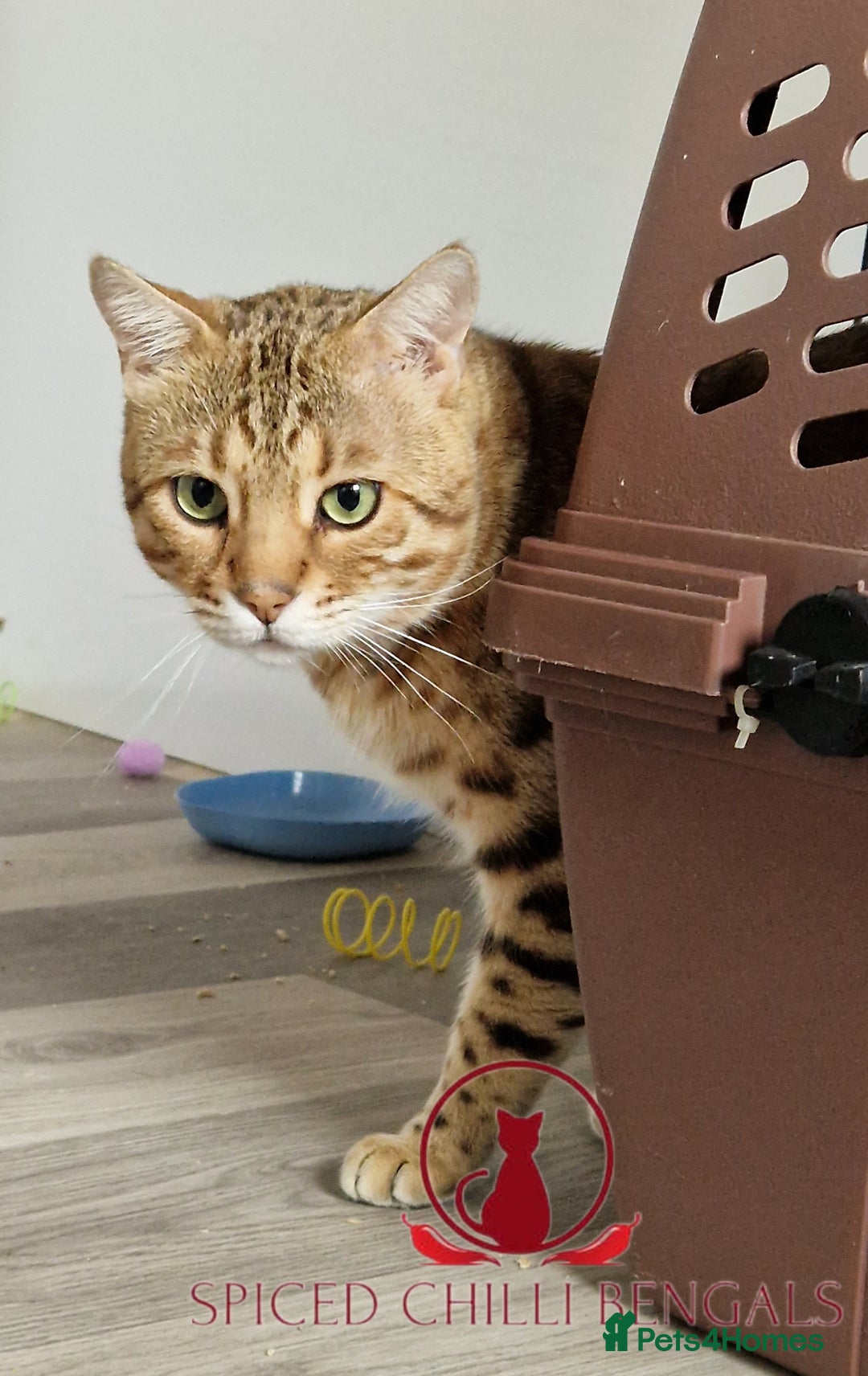 Bengal cats for sale: 👑🏆Supreme grand champion ready to retire🔥 - Image 1